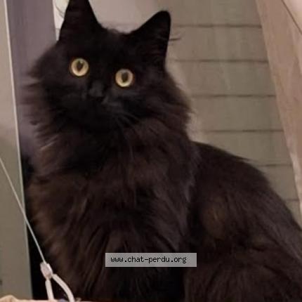 Foto van vermiste kat in Bruxelles