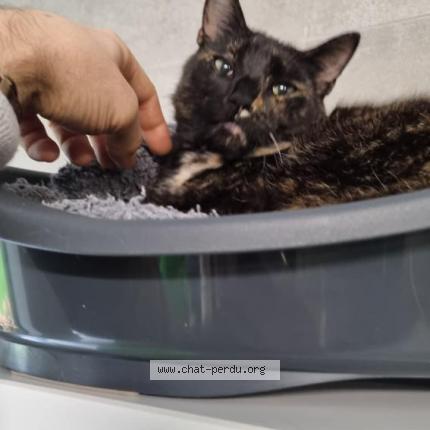 Foto van vermiste kat in Lillois