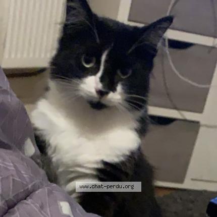 Photo 1/1 LOULOU Chat lost in Monnaie