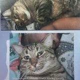 Picture of cat lost at La Prairie
