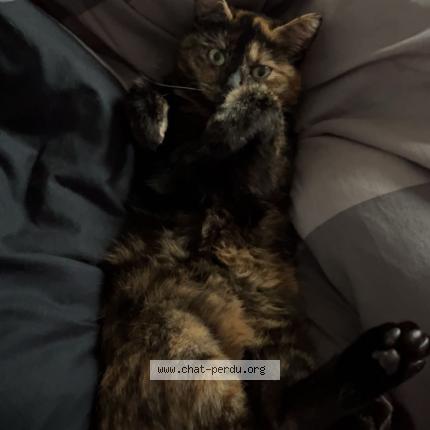 Photo 1/1 Lilith Chat lost in Villers le bouillet