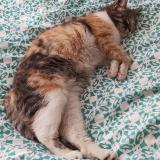 Picture of cat lost at Nimes