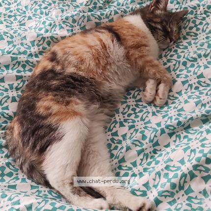 Photo 1/1 Tchoupie Chat lost in Nimes