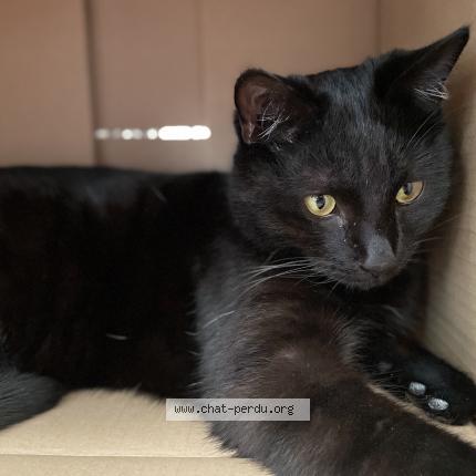 Foto di gatto smarrito a Biel Bienne