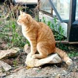 Picture of cat lost at Sainte Julie