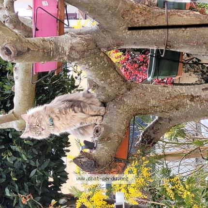 Photo 1/1 Cat reunited Lost in Champigny sur marne