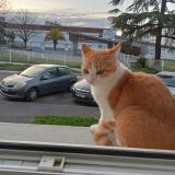 Picture of cat lost at Mourenx