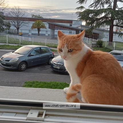 Photo 1/1 Pipounette Chat lost in Mourenx