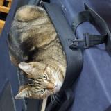 Picture of cat lost at Bruyeres Sur Oise