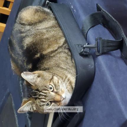 Photo 1/1 Kendji Chat lost in Bruyeres sur oise