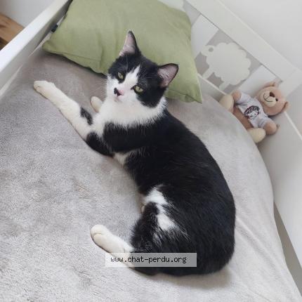 Foto 1/1 Kat teruggevonden Vermist in Dilbeek