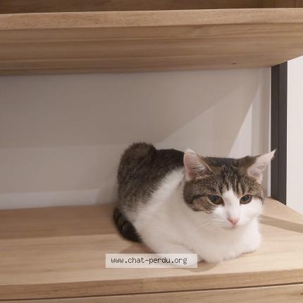 Foto van vermiste kat in Grivegnee