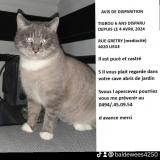 Picture of cat lost at Liege