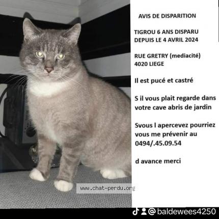 Photo 2/2 Tigrou Chat lost in Liege