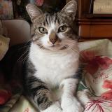 Picture of cat lost at Wattignies