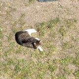 Picture of cat lost at Nanterre