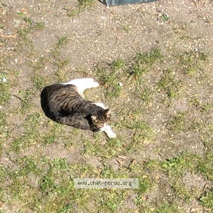 Photo 1/1 Mistigri aveugle tigrée blanche Chat lost in Nanterre