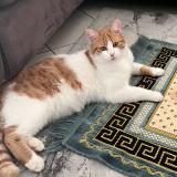 Picture of cat lost at La Frette