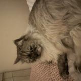 Picture of cat lost at Toulous