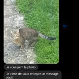 Picture of cat lost at Draveil