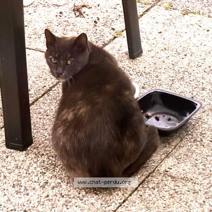 Photo 1/1 Found cat Found in Vimoutiers