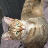 Picture of cat lost at Douai