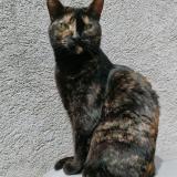 Picture of cat lost at Marseille