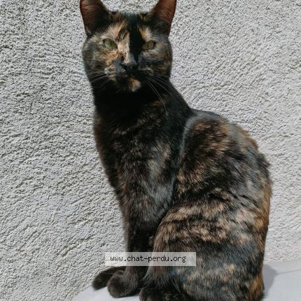 Photo 1/1 Nala Chat lost in Marseille