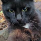 Picture of cat lost at Louviers