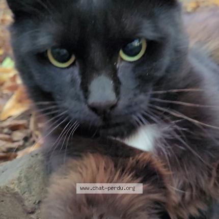 Photo 1/1 Sacha Chat lost in Louviers