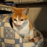 Picture of cat lost at Blagnac