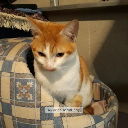 Photo 1/1 Ugo Chat lost in Blagnac