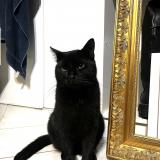 Picture of cat lost at Vert En Drouais