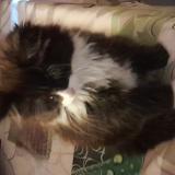 Picture of cat lost at Viemme