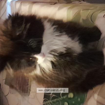 Photo 1/1 DUCHESSE Chat lost in Viemme