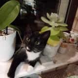 Picture of cat lost at Retinne