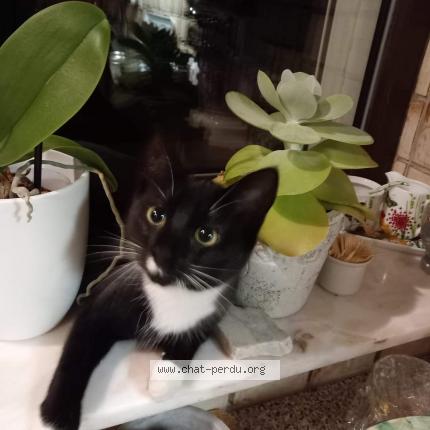 Photo 1/1 Canelle Chat lost in Retinne