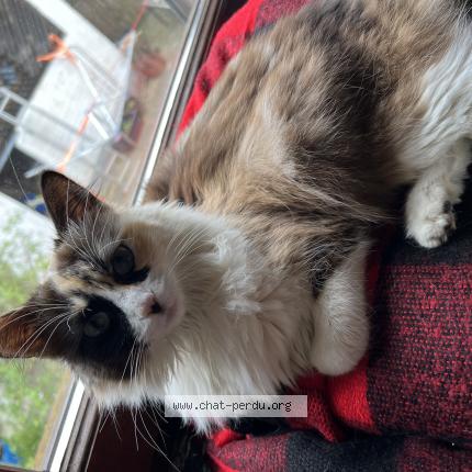 Foto 1/1 Wiedergefundene Katze Gefunden in Findel