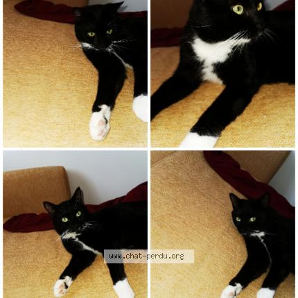 Foto van gevonden kat in Schepdaal