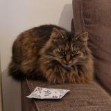 Picture of cat lost at Verviers