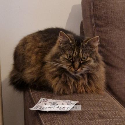 Photo 1/1 Lola Chat lost in Verviers