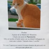 Picture of cat lost at Mourenx