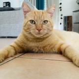 Picture of cat lost at Saugnac Et Muret