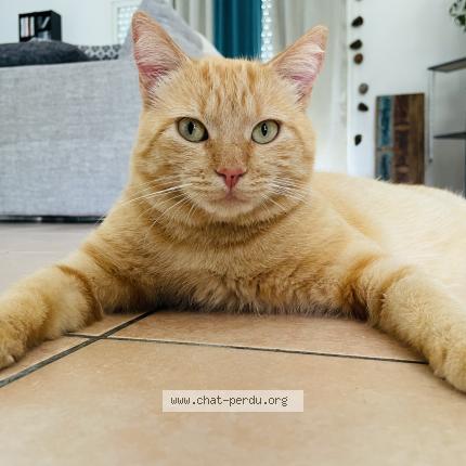 Photo 1/1 Stomy Chat lost in Saugnac et muret