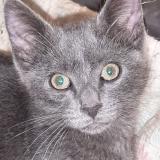 Picture of cat lost at Luce