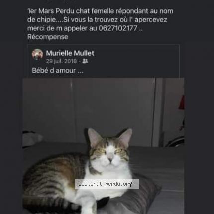 Photo 1/1 Chipie Chat lost in Urcuit