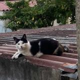 Picture of cat lost at Le Mans