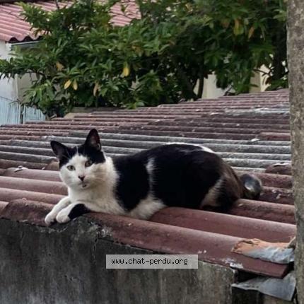 Photo 1/1 Ibo Chat lost in Le mans