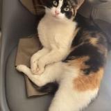 Picture of cat lost at Le Mans