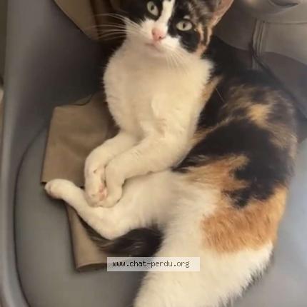 Photo 1/1 Kisir Chat lost in Le mans